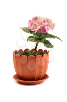 Blooms of hydrangea plant isolated lon white background
