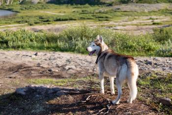 Husky dog looks standing on background of the summer forest.