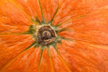 Fresh pumpkin close-up view from below.