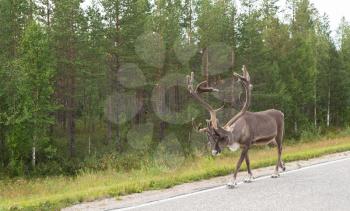 Adult deer with horns on the side of the road in Finland on the background of green forest.