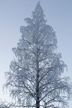 Hoarfrost Covered birch trees in a winter landscape