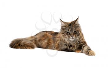 Sad cat breed Maine Coon lying on a white background.