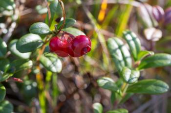 Lingonberry on bushes in the forest autumn.
