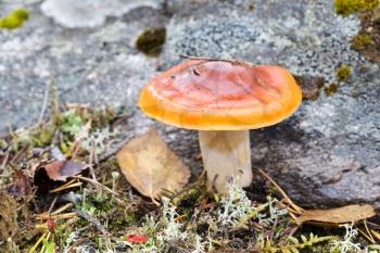 Brown mushroom on background stone in autumn forest