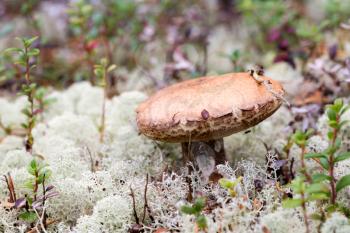 Edible mushroom grows in the northern woods with moss