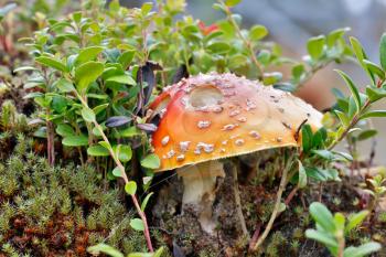 Poisonous mushroom a fly agaric grows in the northern woods with moss