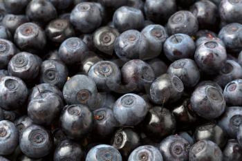Organic blueberry background
