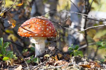 Poisonous mushroom fly agaric in autumn forest