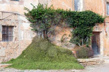 Green vegetation on a wall of an old building, Mallorca, Spain
