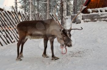 Reindeer against a tree in the village of Santa Claus.