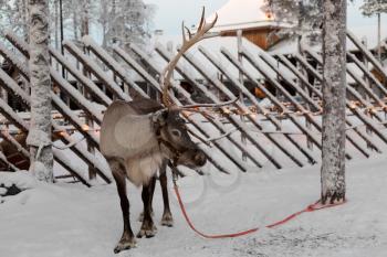 Reindeer against a tree in the village of Santa Claus. Finland. Rovaniemi.