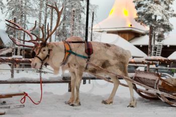 Christmas reindeer in the village of Santa Claus. Finland. Rovaniemi.
