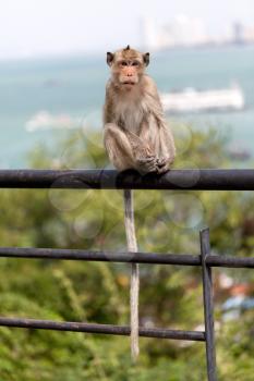 Wild monkey sitting on the railing on the background of the Gulf of Thailand and ships.