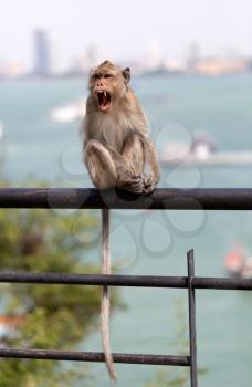 Wild monkey sitting on the railing and growling aggressively.