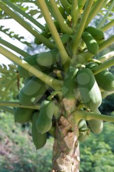 Green papaya growing on the tree. Tropical Thailand.