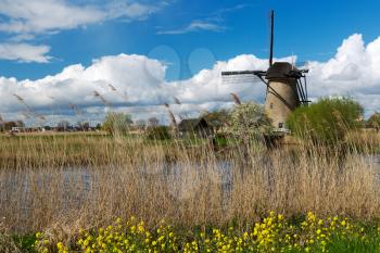 Kinderdijk windmill on a background of yellow flowers.