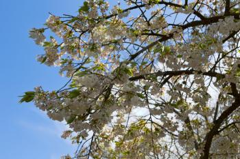 White Cherry blossom close-up. Against a clear blue sky.