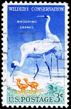 Royalty Free Photo of 1957 US Stamp Shows the Whooping Cranes, Wildlife Conservation