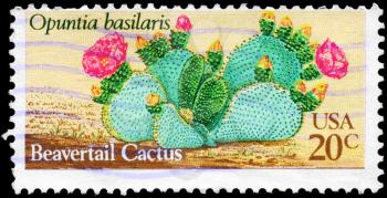 Royalty Free Photo of 1981 US Stmap Shows the Beavertail Cactus (Opuntia Basilaris), Desert Plants