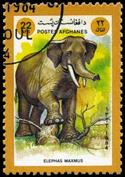 AFGHANISTAN - CIRCA 1984: A Stamp shows image of a Elephant with the inscription 
Elephas maxmus, series, circa 1984