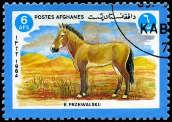AFGHANISTAN - CIRCA 1984: A Stamp shows image of a Przewalski's Horse with the 
inscription E.przewalskii, series, circa 1984