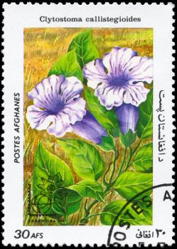 AFGHANISTAN - CIRCA 1985: A Stamp printed in AFGHANISTAN shows image of a Clytostoma callistegioides, from the series Flowers, circa 1985