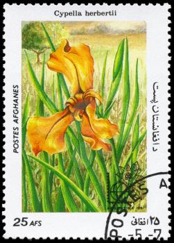 AFGHANISTAN - CIRCA 1985: A Stamp printed in AFGHANISTAN shows image of a Cypella herbertii, from the series Flowers, circa 1985