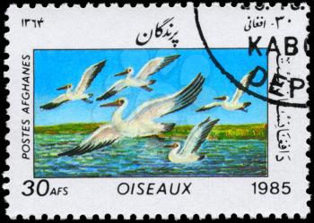 AFGHANISTAN - CIRCA 1985: A Stamp shows image of a Pelicans from the series Birds, circa 1985