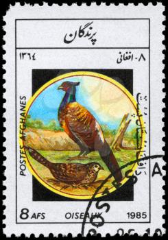 AFGHANISTAN - CIRCA 1985: A Stamp shows image of a Pheasants from the series Birds, circa 1985
