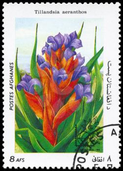AFGHANISTAN - CIRCA 1985: A Stamp printed in AFGHANISTAN shows image of a Tillandsia aeranthos, from the series Flowers, circa 1985