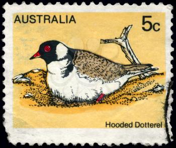 AUSTRALIA - CIRCA 1978: A Stamp shows image of a Hooded Dotterel from the series Australian birds, circa 1978