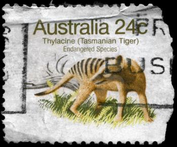AUSTRALIA - CIRCA 1981: A Stamp printed in AUSTRALIA shows the image of a Thylacine (Tasmanian Tiger) with the description Endangered Species, series, circa 1981