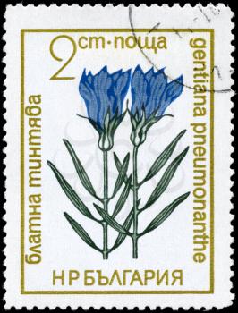 BULGARIA - CIRCA 1972: A Stamp printed in BULGARIA shows image of a Gentian with the description Gentiana pneumonanthe, from the series Protected Plants, circa 1972