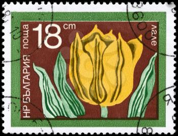 BULGARIA - CIRCA 1974: A Stamp printed in BULGARIA shows image of a Tulip, from the series Flowers, circa 1974