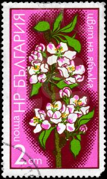 BULGARIA - CIRCA 1975: A Stamp shows image of a Apple from the series Fruit Tree Blossoms, circa 1975