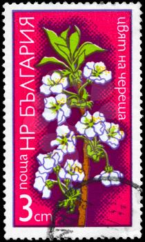BULGARIA - CIRCA 1975: A Stamp shows image of a Cherry from the series Fruit Tree Blossoms, circa 1975