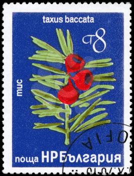 BULGARIA - CIRCA 1976: A Stamp printed in BULGARIA shows image of a Yew with the description Taxus baccata, series, circa 1976