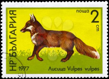 BULGARIA - CIRCA 1977: A Stamp printed in BULGARIA shows image of a Red Fox with the description Vulpes vulpes from the series Wild Animals, circa 1977