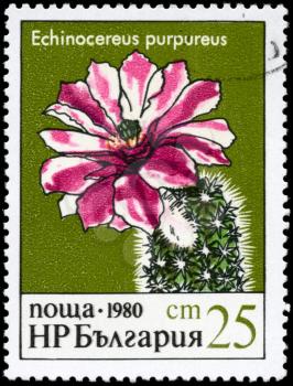 BULGARIA - CIRCA 1980: A Stamp printed in BULGARIA shows image of a Echinocereus purpureus, from the series Blooming Cacti, circa 1980