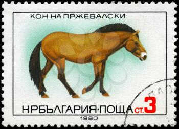 BULGARIA - CIRCA 1980: A Stamp shows image of a Przewalski horse, circa 1980