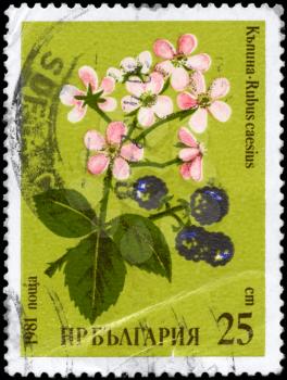 BULGARIA - CIRCA 1981: A Stamp printed in BULGARIA shows image of a Blackberries, with the description Rubus caesius, from the series Medicinal herbs, circa 1981