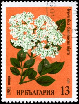 BULGARIA - CIRCA 1981: A Stamp printed in BULGARIA shows image of a Common Elder, with the description Sambucus nigra, from the series Medicinal herbs, circa 1981