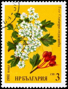 BULGARIA - CIRCA 1981: A Stamp printed in BULGARIA shows image of a Hawthorn, with the description Crataegus oxyacantha, from the series Medicinal herbs, circa 1981