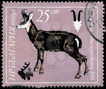 BULGARIA - CIRCA 1981: A Stamp shows image of a Roedeer in the theme of World Hunting Exhibition, series, circa 1981