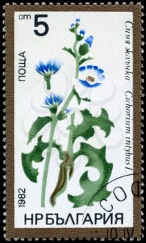 BULGARIA - CIRCA 1982: A Stamp shows image of a Chicory with the designation Cichorium intybus L., series, circa 1982