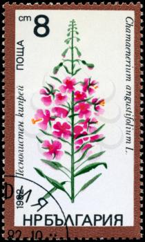 BULGARIA - CIRCA 1982: A Stamp shows image of a Sally-bloom with the designation Chamaenerium angustifolium L., series, circa 1982