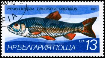 BULGARIA - CIRCA 1983: A Stamp printed in BULGARIA shows image of a European Chub with the description Leuciscus cephalus from the series Fresh-water Fish, circa 1983
