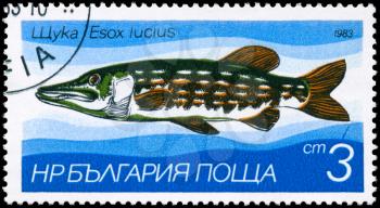 BULGARIA - CIRCA 1983: A Stamp printed in BULGARIA shows image of a Pike with the description Esox lucius from the series Fresh-water Fish, circa 1983