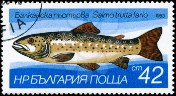 BULGARIA - CIRCA 1983: A Stamp printed in BULGARIA shows image of a Brown Trout with the description Salmo trutta fario from the series Fresh-water Fish, circa 1983