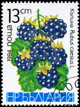 BULGARIA - CIRCA 1984: A Stamp printed in BULGARIA shows image of a Blackberries Rubus caesius, from the series Berries, circa 1984